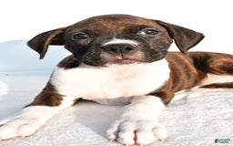 Boxer dogs for sale: Mickey - Image 8