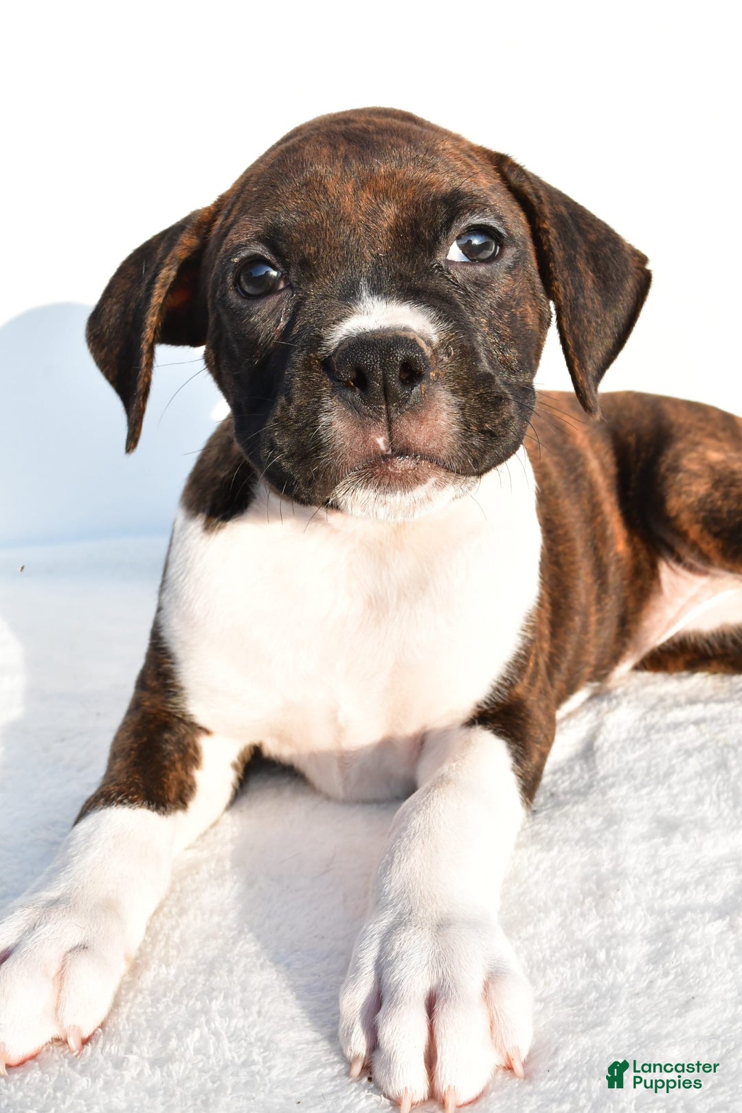 Boxer dogs for sale: Mickey - Image 8