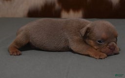 English Bulldog dogs for sale: THEO LILAC - Image 4