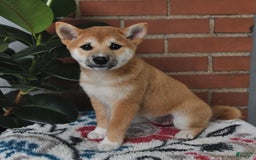 Shiba Inu dogs for sale: Lilly - Image 4