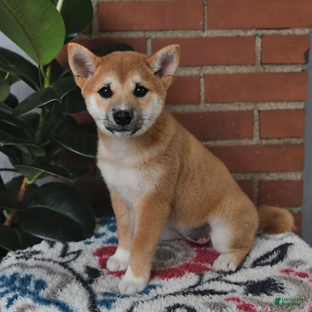Shiba Inu dogs for sale: Lilly - Image 4