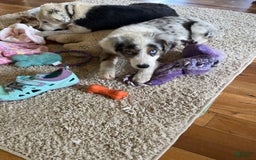 Australian Shepherd dogs for sale: Jojo - Image 7