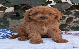 Cavapoo dogs for sale: Ginger - Image 28