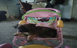 Boston Terrier dogs for sale: Muffin - Image 2