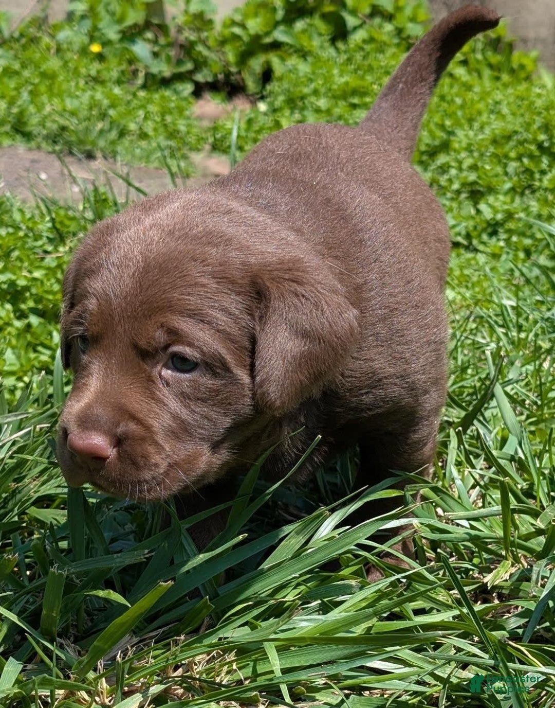Labrador Retriever dogs for sale: Snips - Image 7