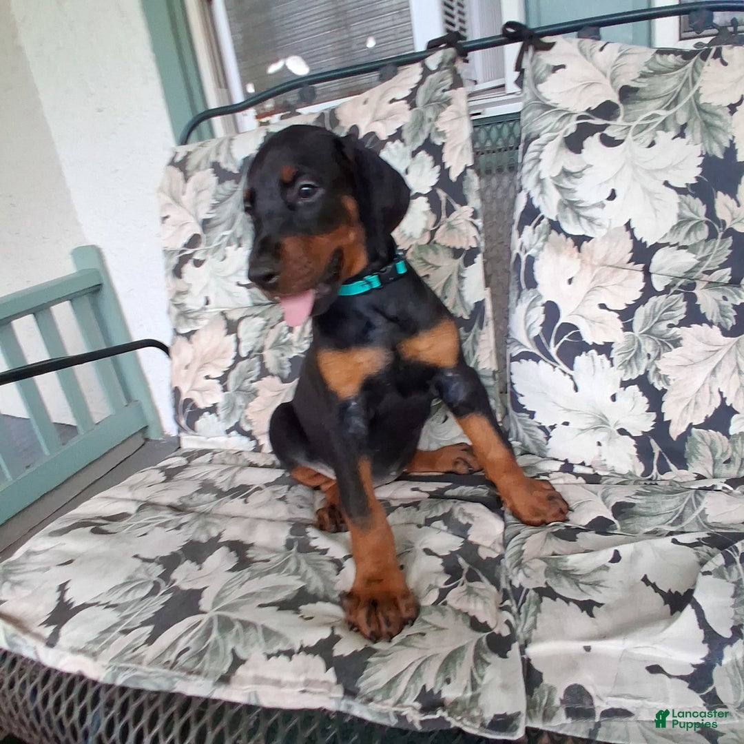 Doberman Pinscher dogs for sale: Champ - Image 3