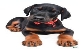 Doberman Pinscher dogs for sale: Mason - Image 1