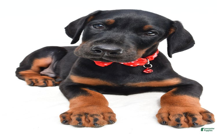 Doberman Pinscher dogs for sale - Ad 3