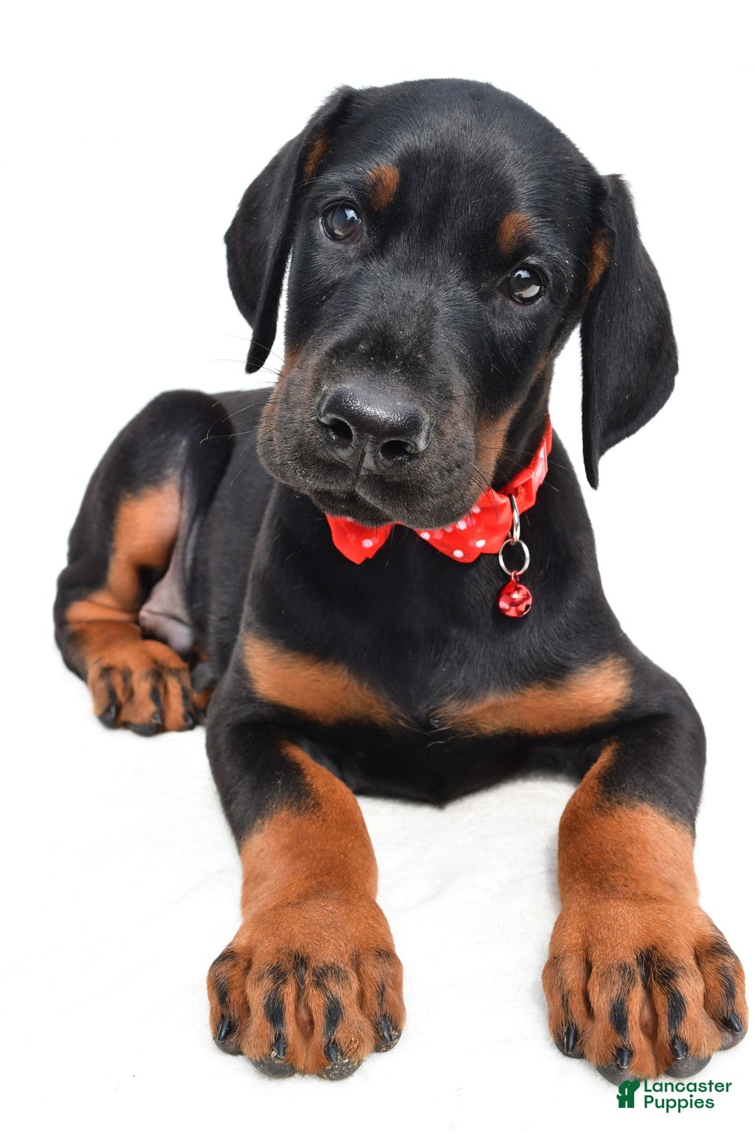 Doberman Pinscher dogs for sale: Mason - Image 1
