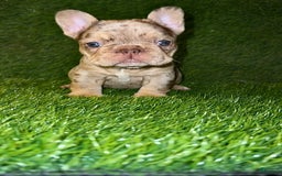 French Bulldog dogs for sale: Scarlet - Image 4