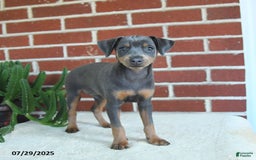 Miniature Pinscher dogs for sale: Jersey - Image 2