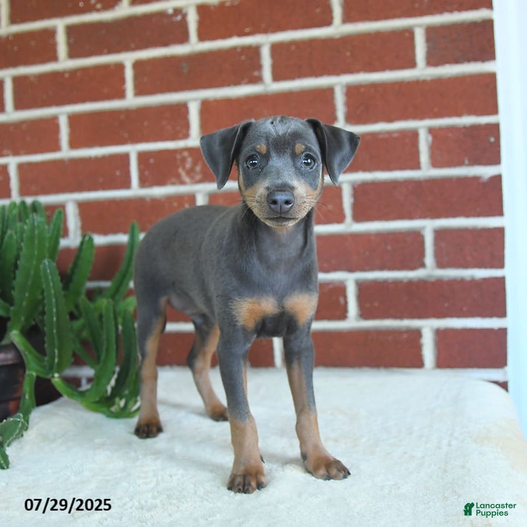 Miniature Pinscher dogs for sale: Jersey - Image 2