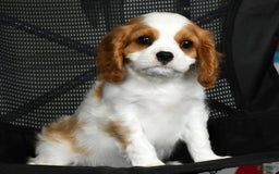 Cavalier King Charles Spaniel dogs for sale: Isaiah - Image 5