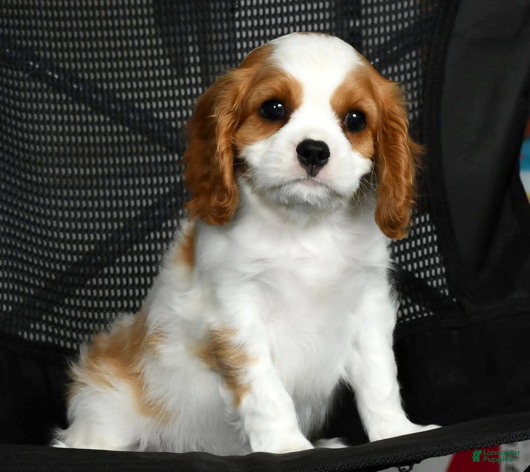 Cavalier King Charles Spaniel dogs for sale: Isaiah - Image 5