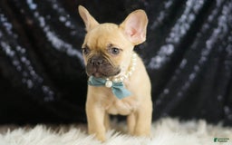 French Bulldog dogs for sale: Denali - Image 3