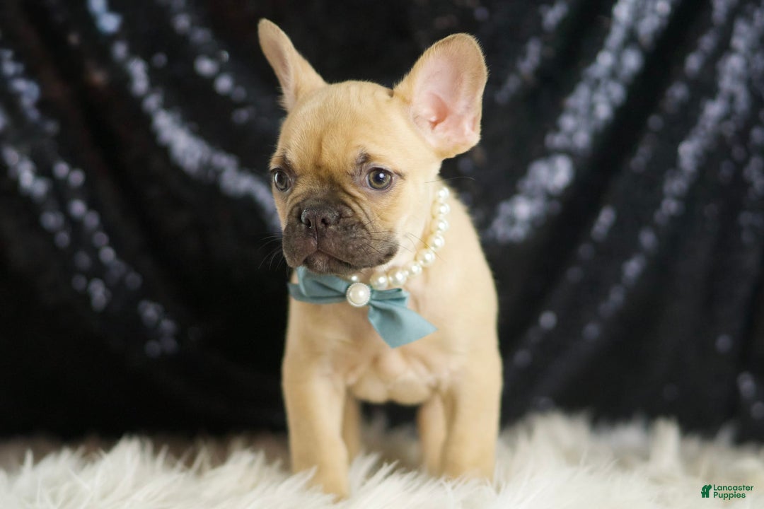 French Bulldog dogs for sale: Denali - Image 3