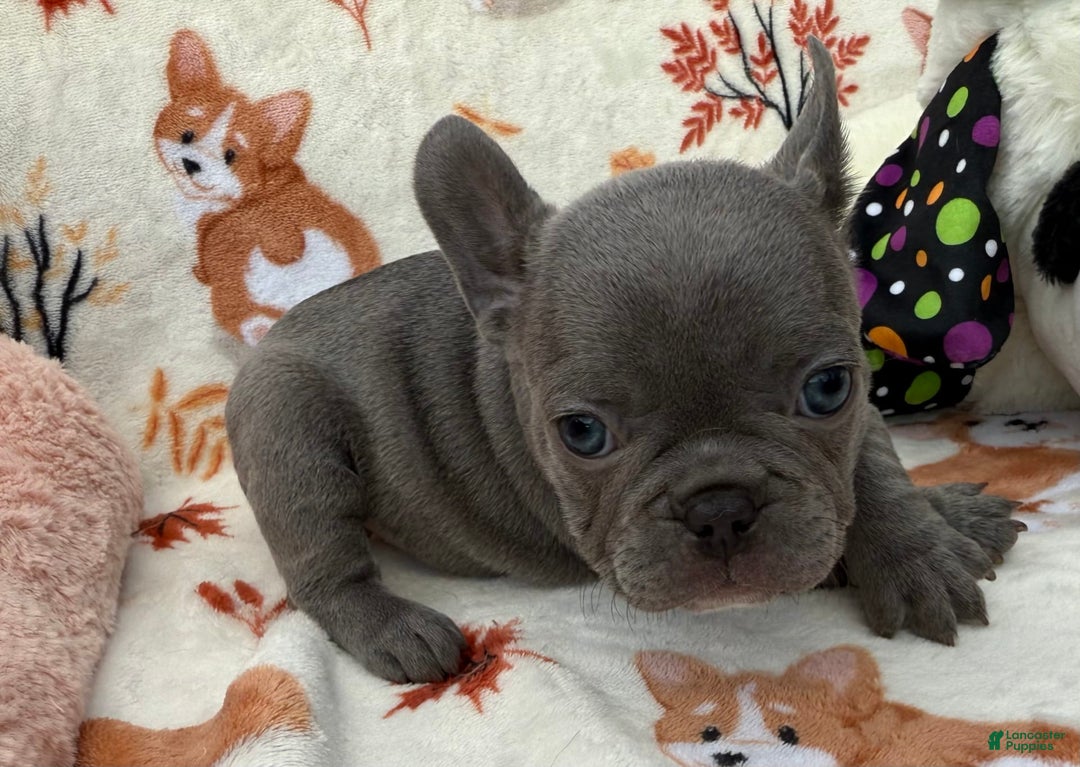 French Bulldog dogs for sale: Chanel - Image 4