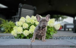 French Bulldog dogs for sale: Remi - Image 12