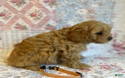 Maltipoo dogs for sale: Nora - Image 4