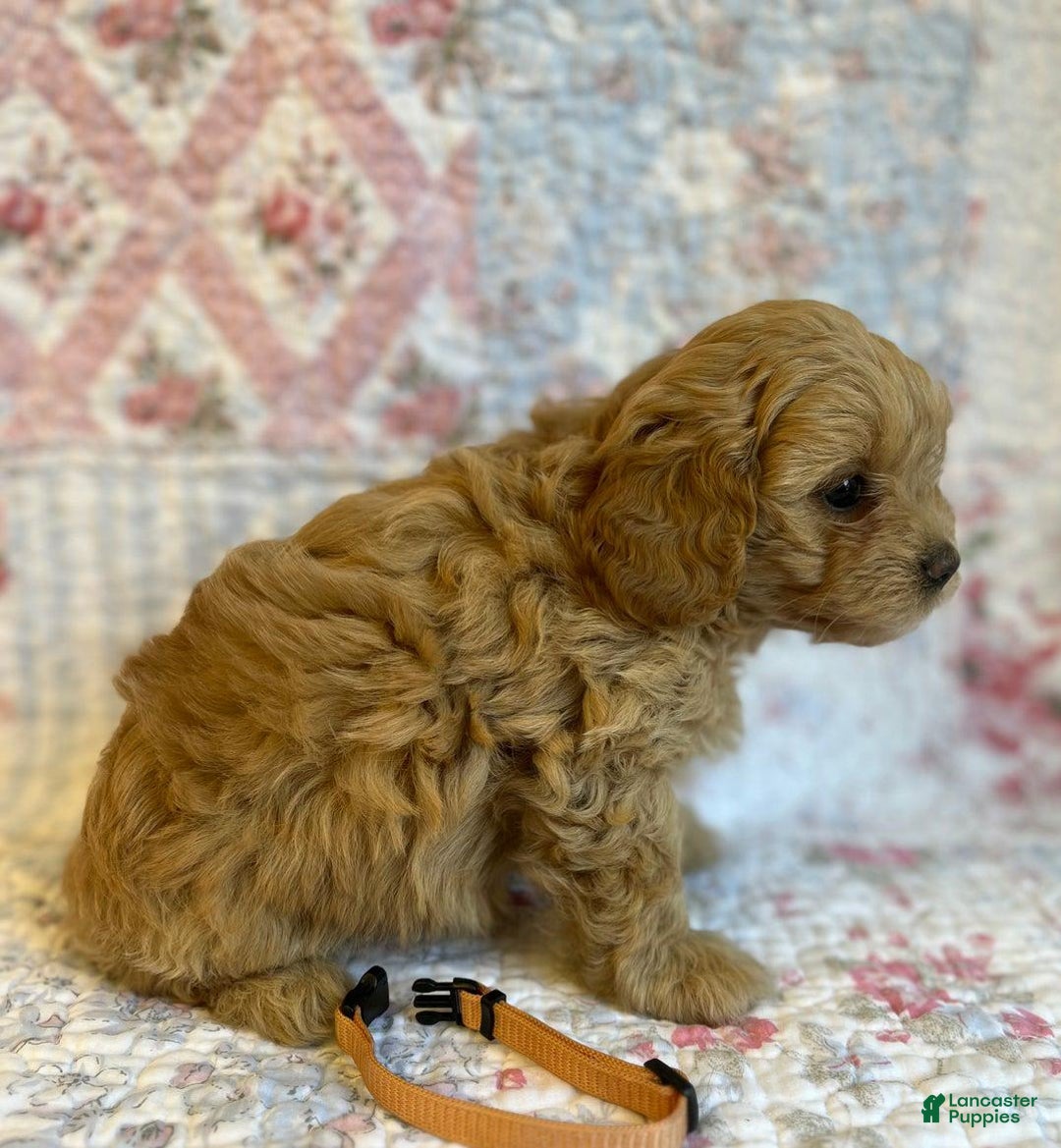 Maltipoo dogs for sale: Nora - Image 4