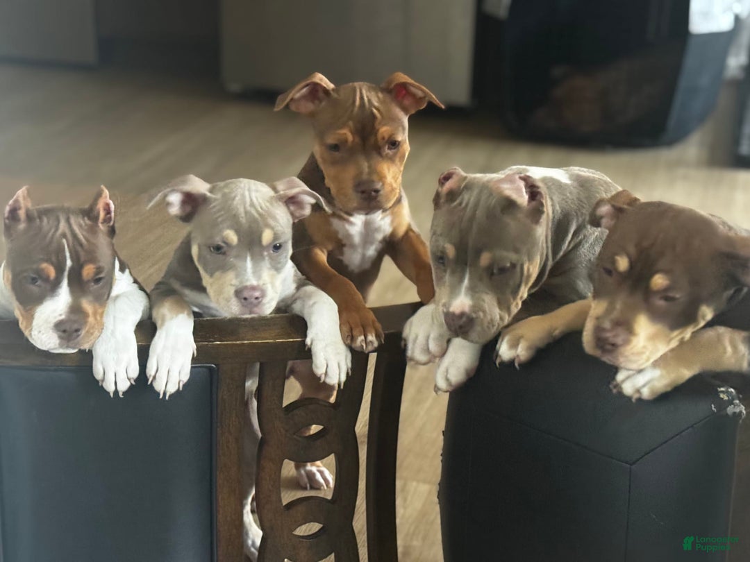 American Bully dogs for sale: Buttercup - Image 5