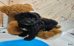 Portuguese Water Dog dogs for sale: Sara - Image 3