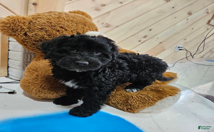 Portuguese Water Dog dogs for sale - Ad 5