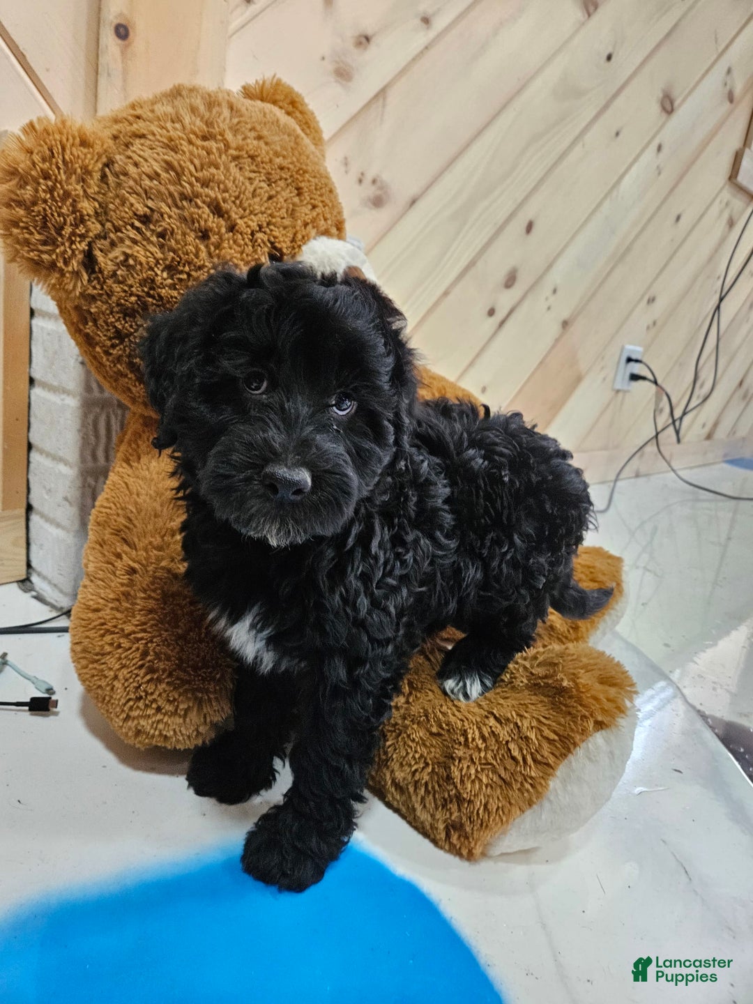 Portuguese Water Dog dogs for sale: Sara - Image 3