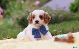 Cavapoo dogs for sale: Ollie - Image 2