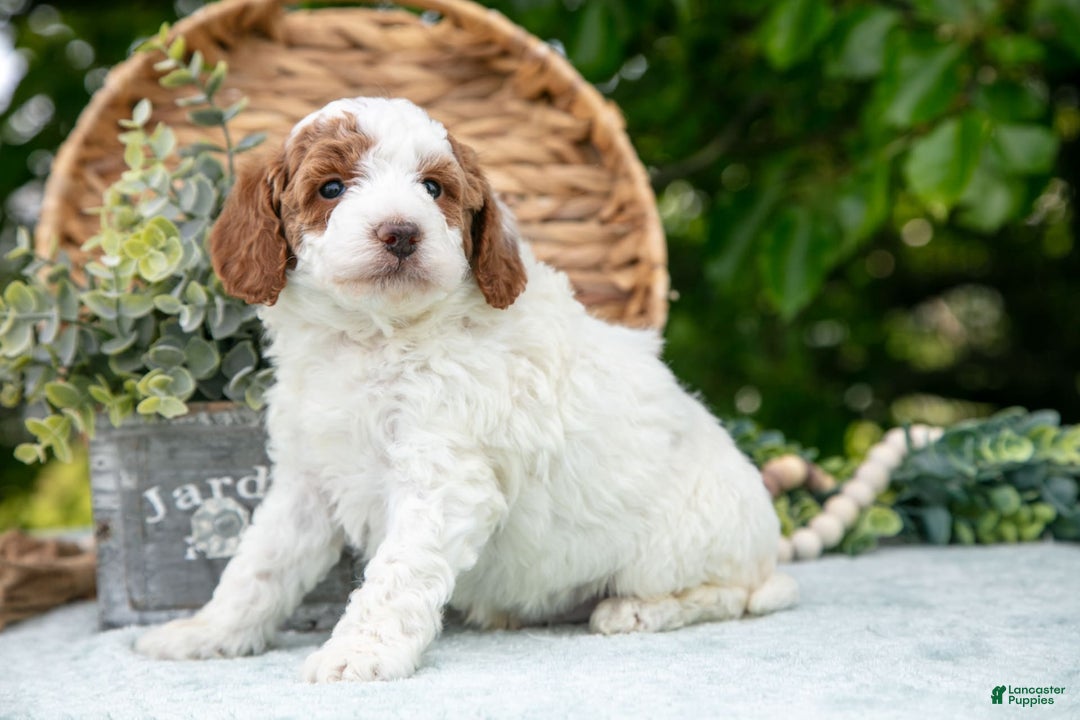 Miniature Poodle dogs for sale: Major - Image 3