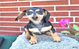 Miniature Dachshund dogs for sale: Cola - Image 26