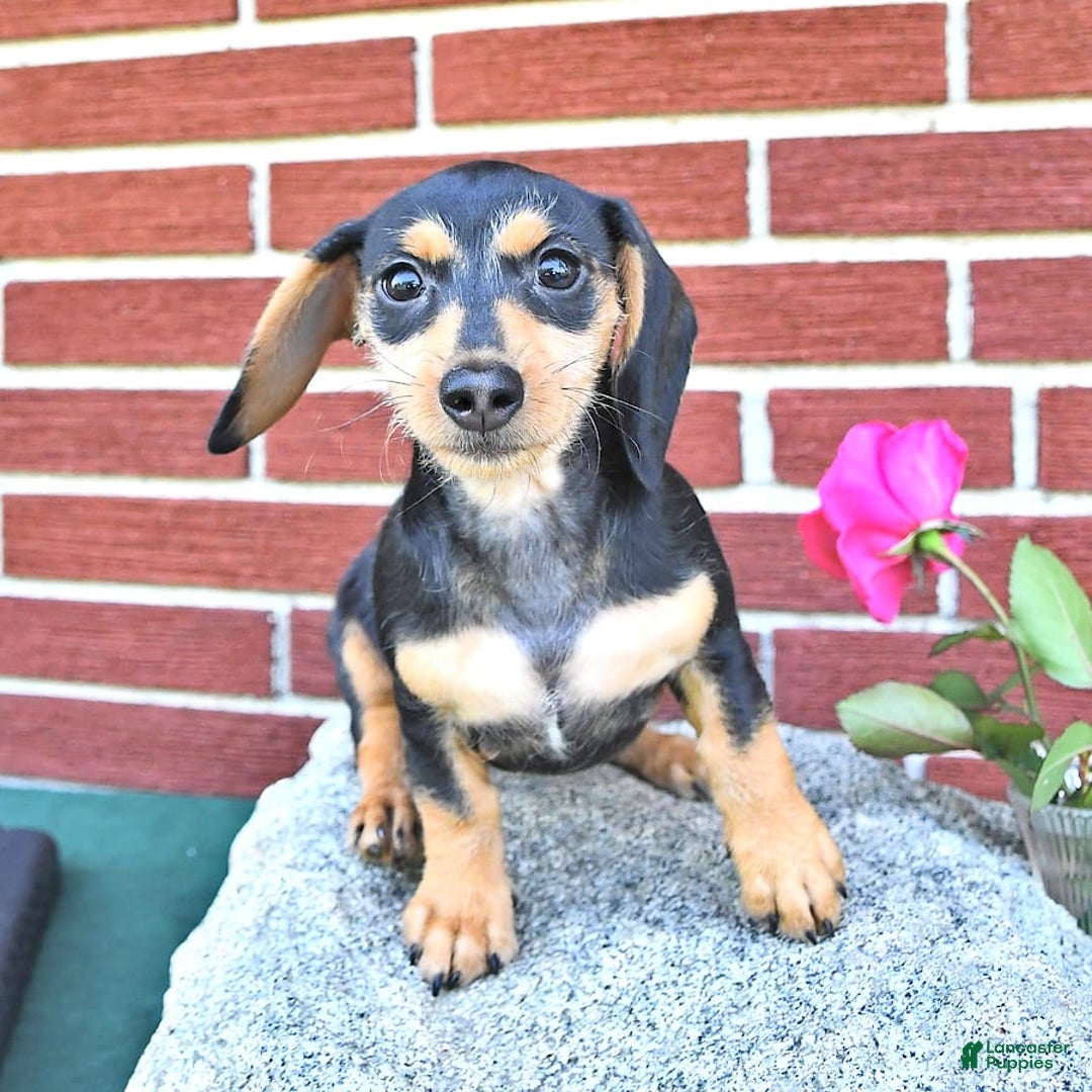 Miniature Dachshund dogs for sale: Cola - Image 26