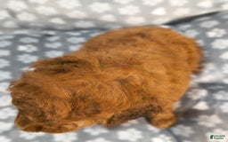 Mini Goldendoodle dogs for sale: Ravi - Image 2