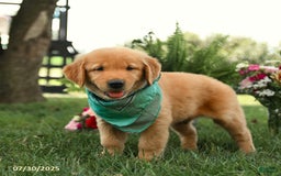 Golden Retriever dogs for sale: Montgomery - Image 3
