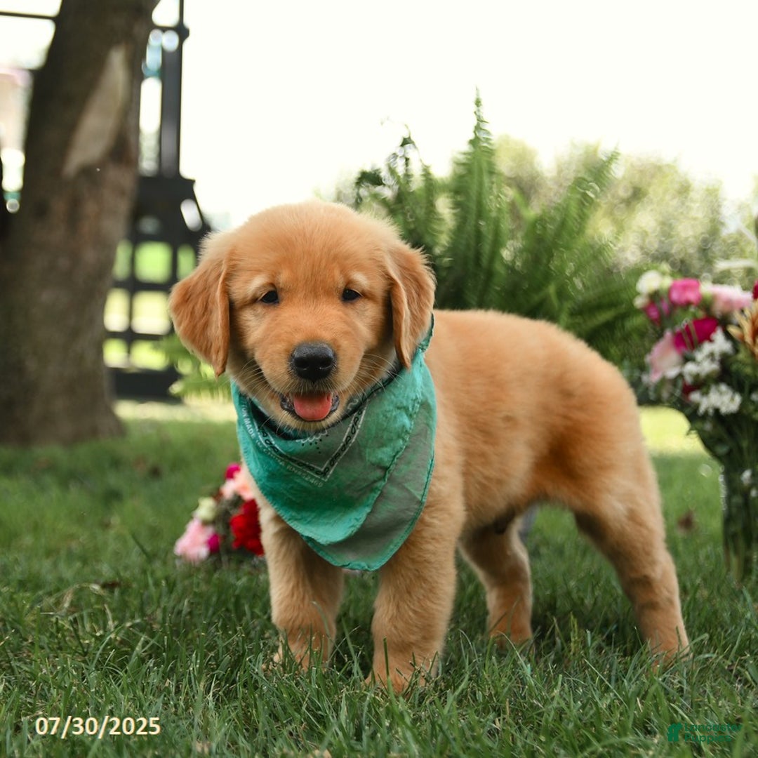 Golden Retriever dogs for sale: Montgomery - Image 3