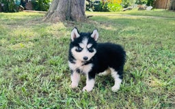 Siberian Husky dogs for sale: Bridgett - Image 8