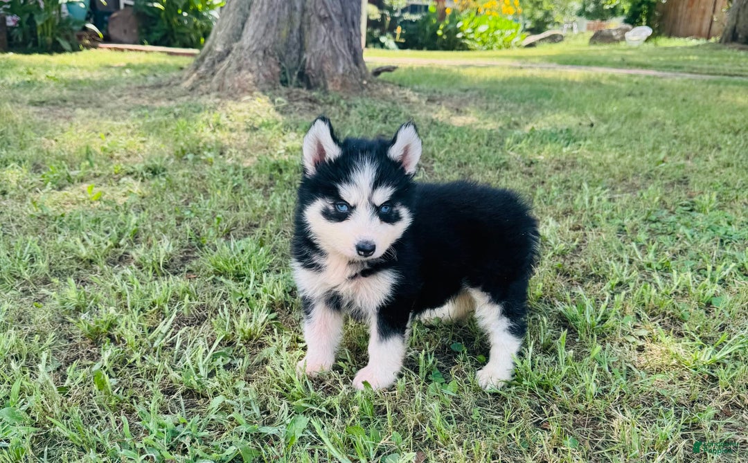 Siberian Husky dogs for sale: Bridgett - Image 8