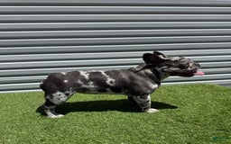 French Bulldog dogs for sale: Nova - Image 3