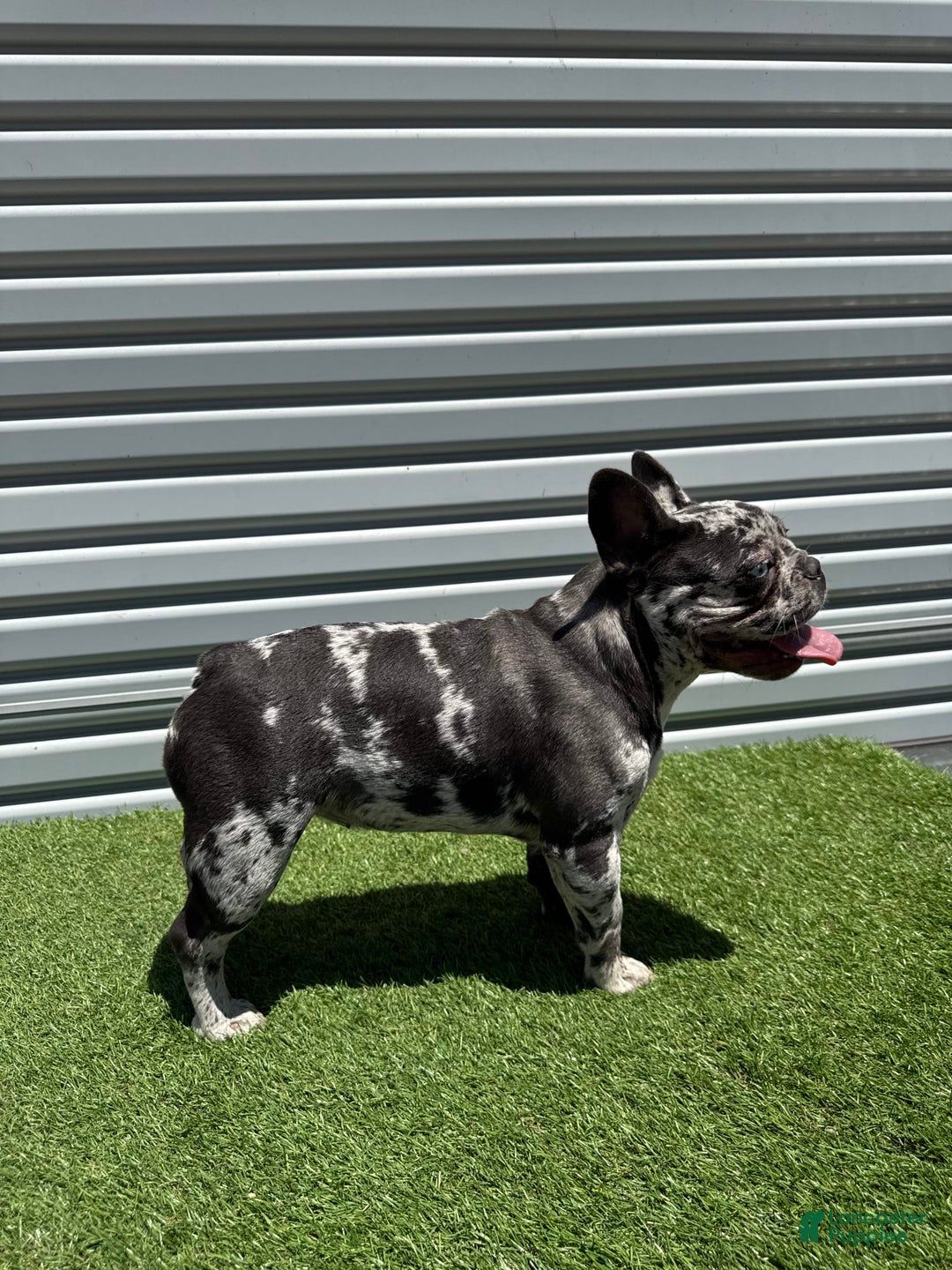 French Bulldog dogs for sale: Nova - Image 3