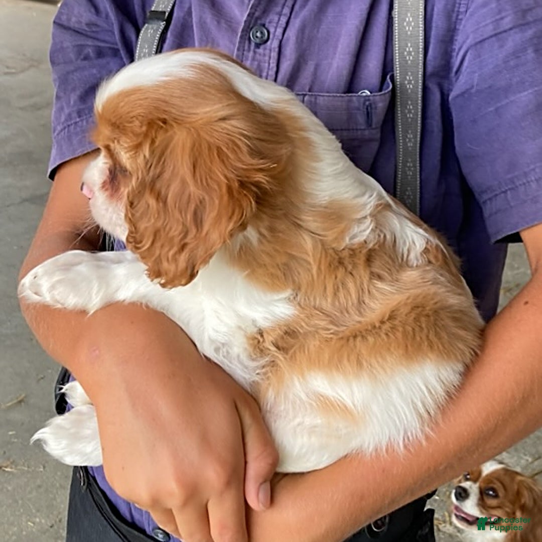 Cavalier King Charles Spaniel dogs for sale: Sonny - Image 4