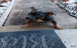 American Bully dogs for sale: Green Col - Image 14