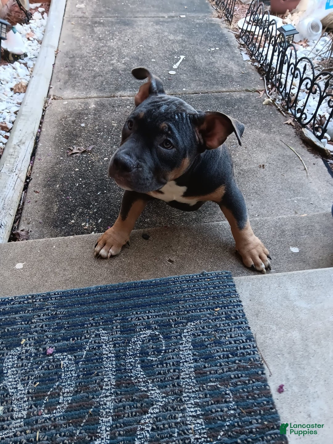 American Bully dogs for sale: Green Col - Image 14