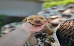 Labrador Retriever dogs for sale: Colt - Image 2