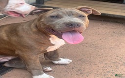American Pit Bull Terrier dogs for sale: Jelly - Image 2