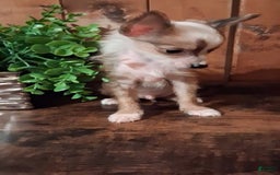 Chinese Crested dogs for sale: Chewy - Image 8