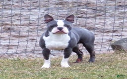 Boston Terrier dogs for sale: Marty - Image 6
