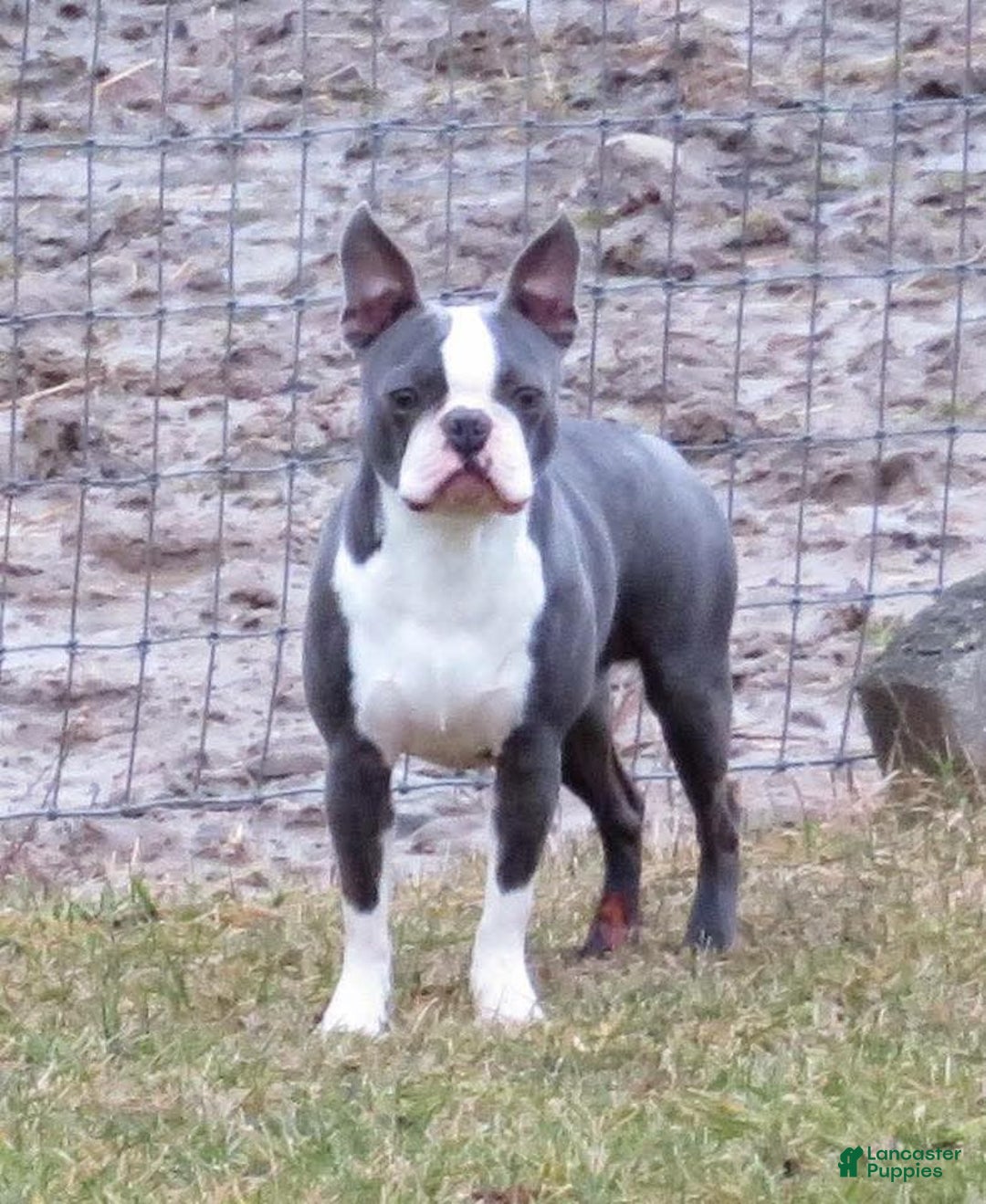 Boston Terrier dogs for sale: Marty - Image 6
