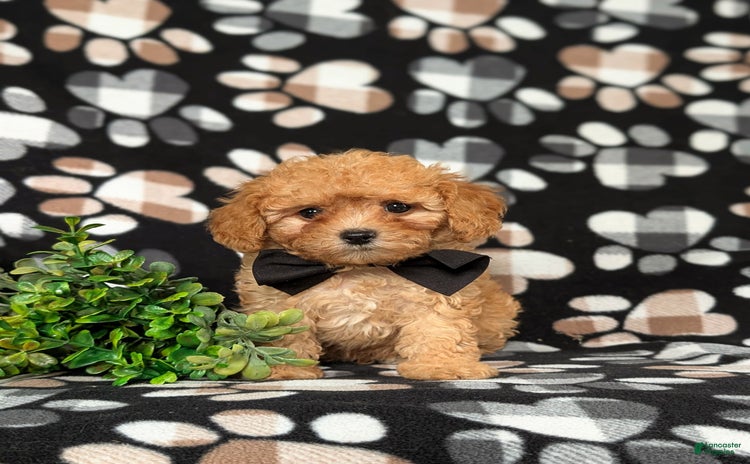 Cavapoo dogs for sale - Ad 2