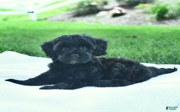 Cavapoo dogs for sale: Sophie - Image 2