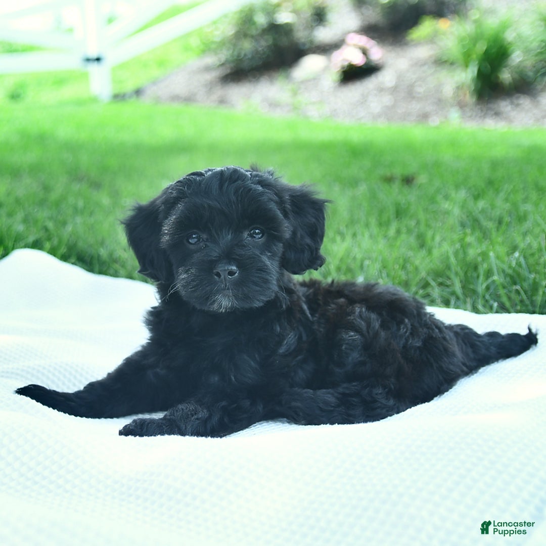 Cavapoo dogs for sale: Sophie - Image 2